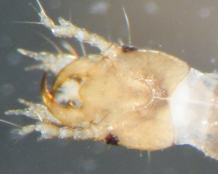 piccola larva acquatica da id.